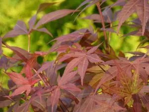 7 Trees and Shrubs with Striking Trunks in Winter