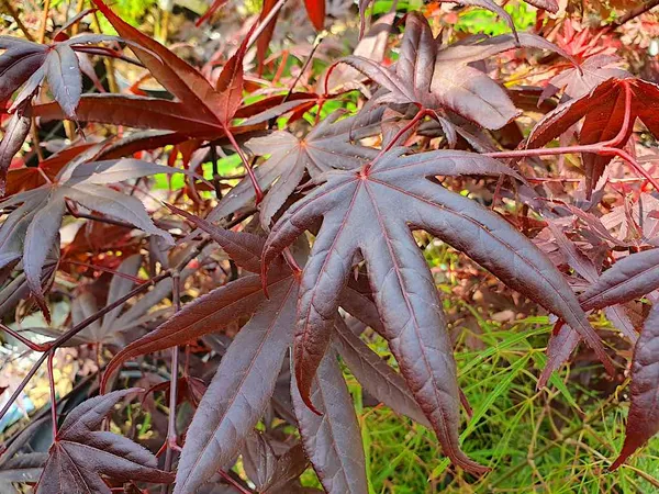 Trees with red leaves - Japanese maple (Acer palmatum), red-leaved
