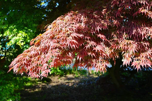 Japanese maple