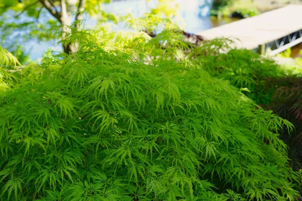 Japanese maple shrub