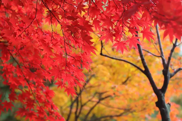 Autumn leaf of a Japanese maple