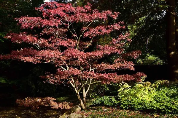 Multi-trunked tree - Japanese maple (Acer palmatum)
