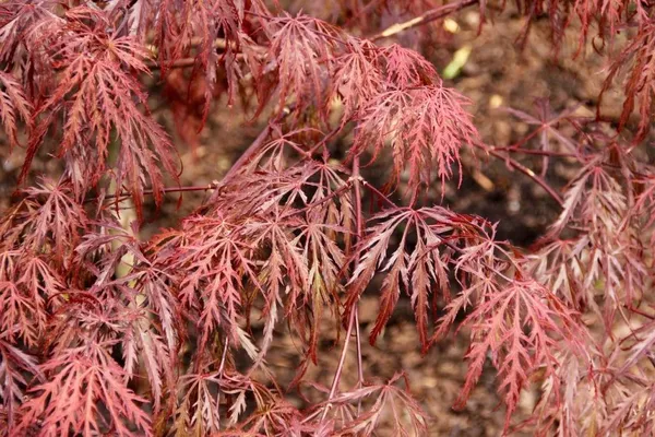 Dissectum, reddish-brown leaf