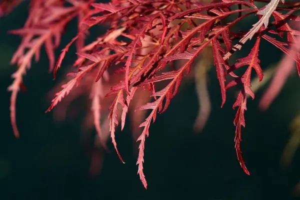 Dissectum, dark red leaf