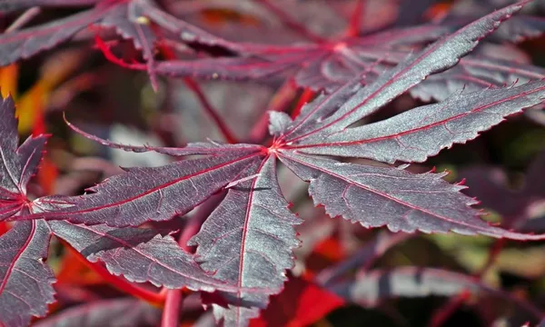 Japanese maple with wine-red to purplish-red foliage