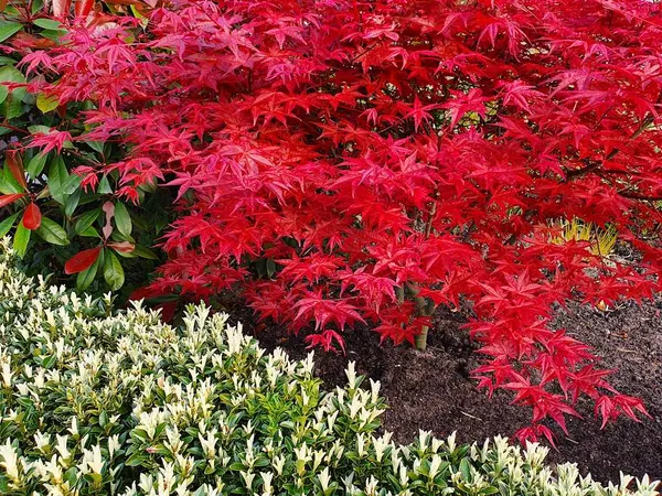 Shrubs: shrub or tree?
