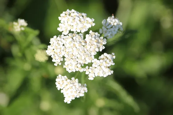 Plants with white flowers: yarrow or Achillea