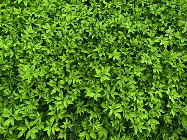 Preventing Weeds - Ground Elder