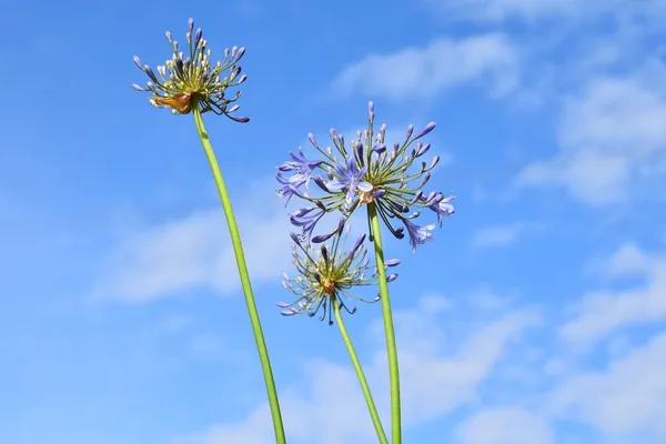 Agapanthus is blooming