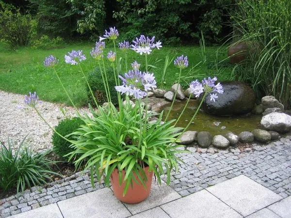 Should you water potted plants every day in the summer?