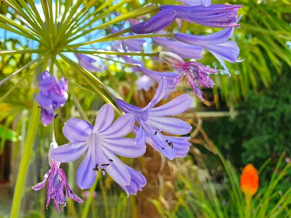 Agapanthus at the end of its blooming period: should I prune it or not?