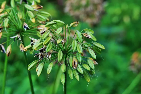 Agapanthus seeds