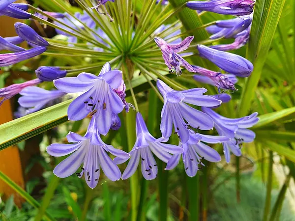 Agapanthus - African lily