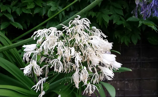 Should you prune Agapanthus after they've finished blooming, or not?
