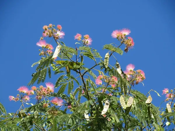 Albizia trees that can withstand drought