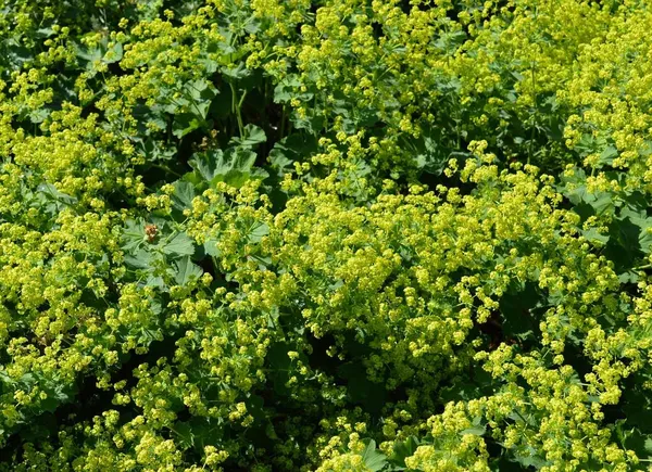 Lady's Mantle in Bloom