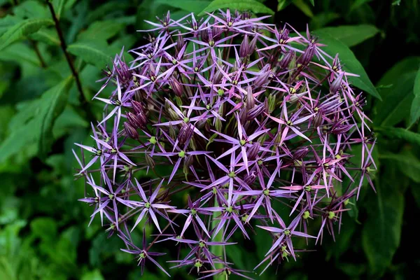 Star Look - Allium Christophii
