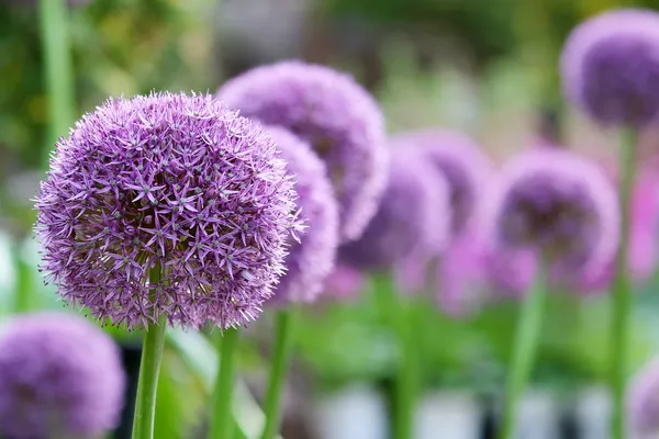 Large Ornamental Onion - Allium Globemaster