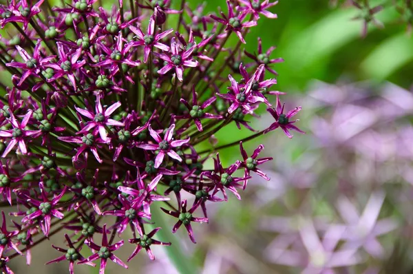 Allium Miami