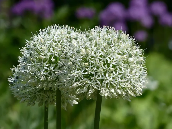 white ornamental onion - Allium Mount Everest