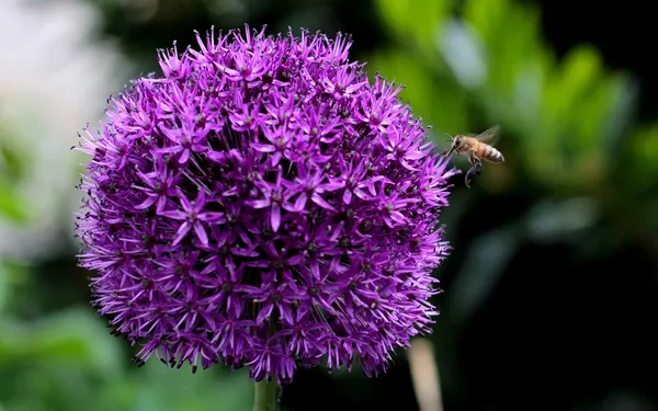 Dutch Allium 'Purple Sensation'