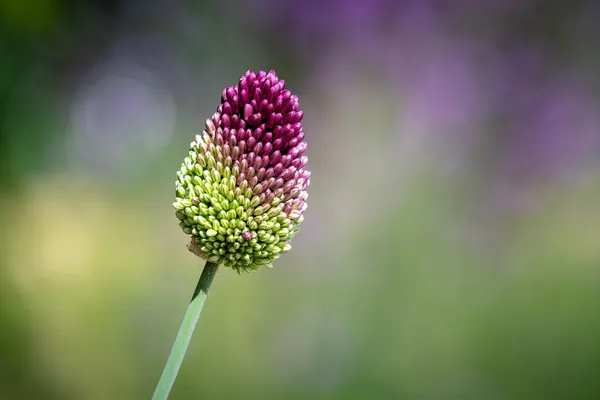 Drumsticks - Allium sphaerocephalon