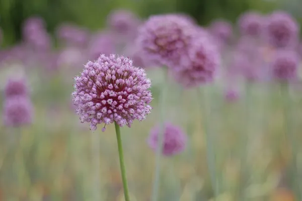 Summer-flowering Allium 'Summer Beauty'