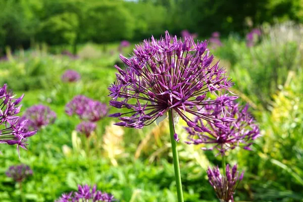 Allium blooms in the spring in a prairie garden or perennial garden