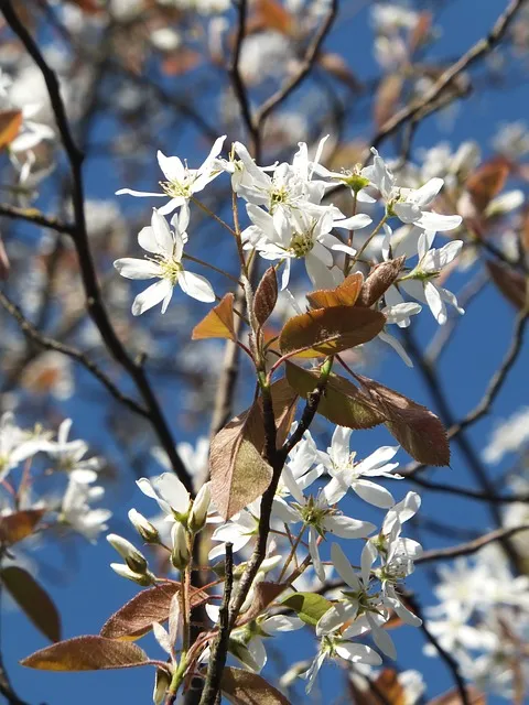 Landscape Design: Trees and Shrubs for Small Gardens