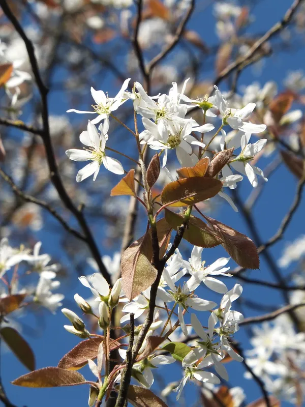 Multi-stemmed tree - serviceberry (Amelanchier)