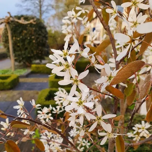 Formal garden design for the front yard