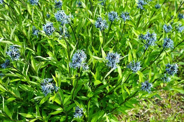 Amsonia blooms in the spring in a prairie garden or perennial garden