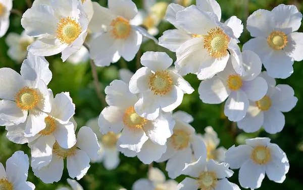 Fall anemones are beautiful plants with white flowers