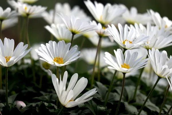 wood anemone for bees