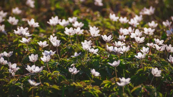 Wood anemone is a good bulb for naturalizing