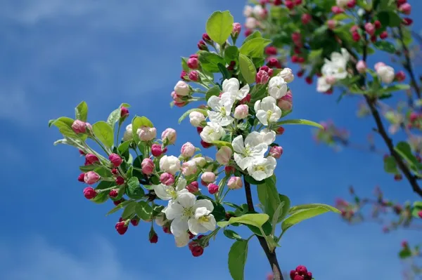 April Gardening Tasks - Apple Blossoms
