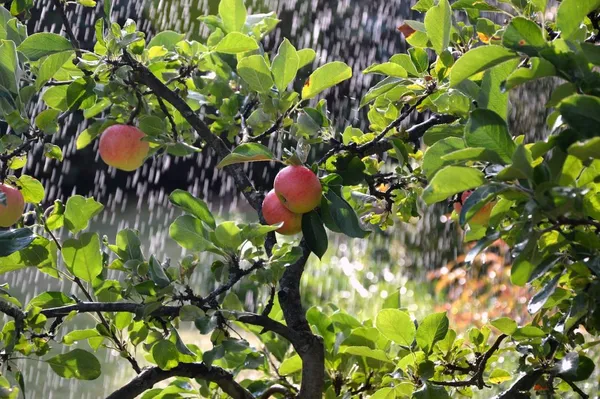 How tall is a half-standard fruit tree?