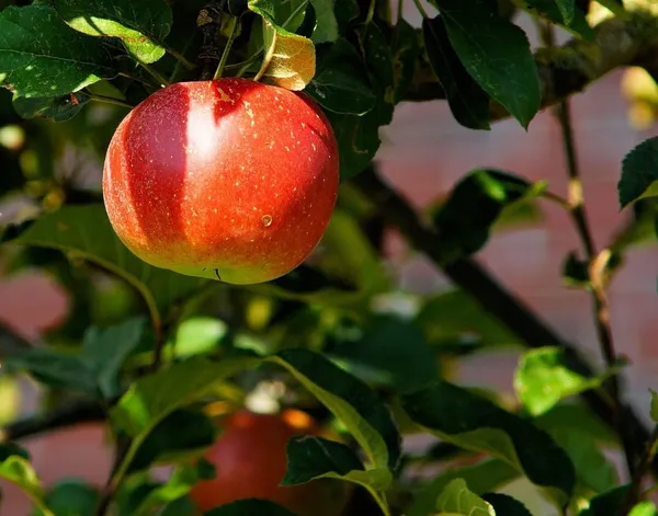 Apple in the Shade (Malus domestica)