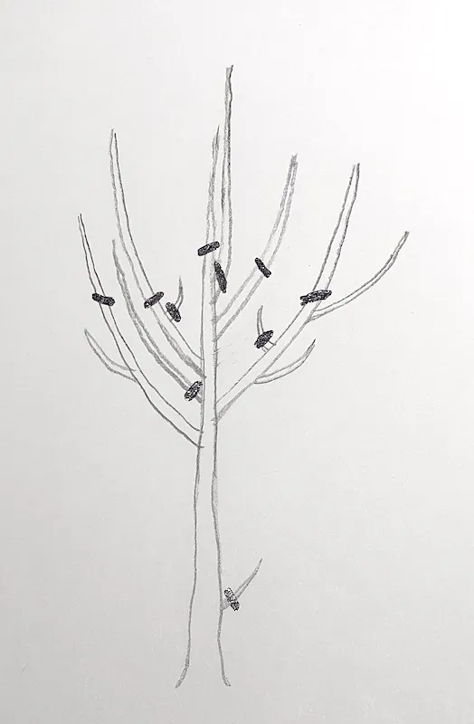 Winter Pruning of Apple Trees (Instructions)