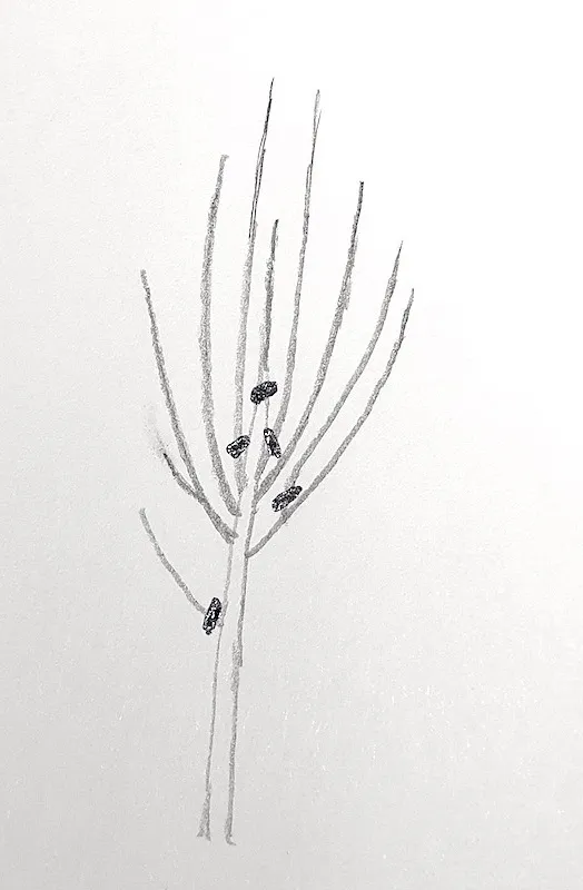 Pruning a Young Apple Tree
