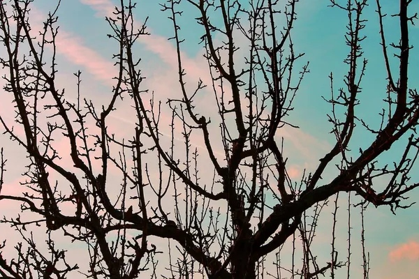 Rejuvenating an Old Apple Tree (Heavy Pruning)