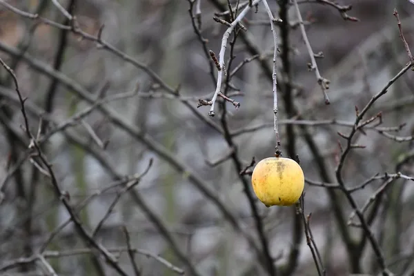 Winter Pruning of an Apple Tree - Pruning Fruit Trees