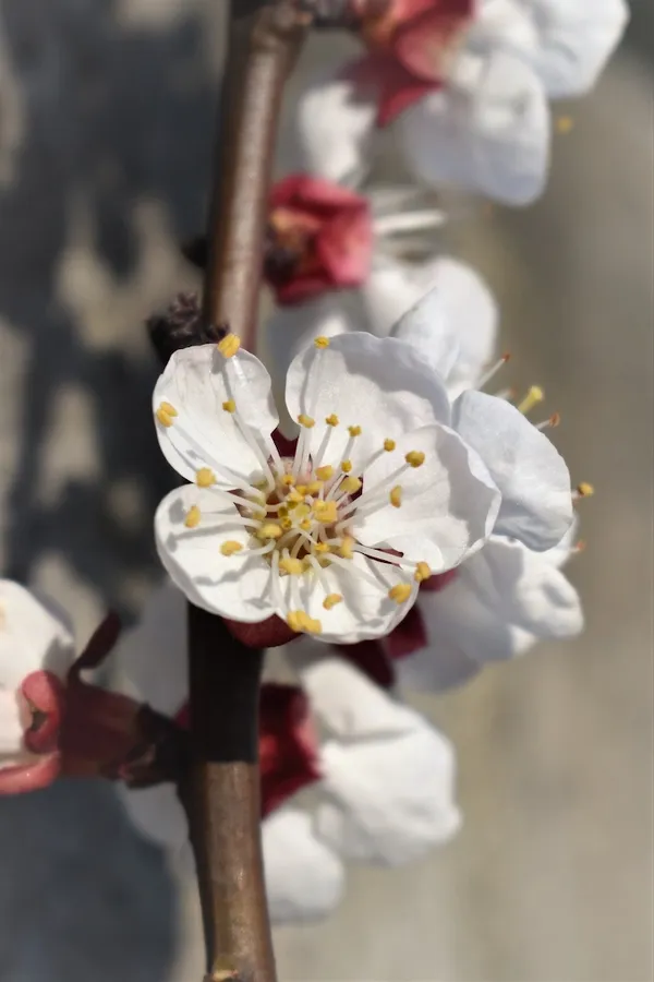apricot blossom