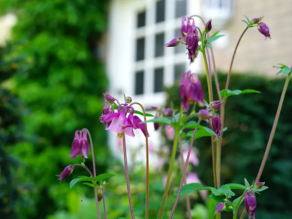 romantic front yard