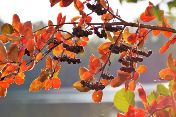 Fall Colors in a Small Garden - Aronia (Chokeberry) in Fall
