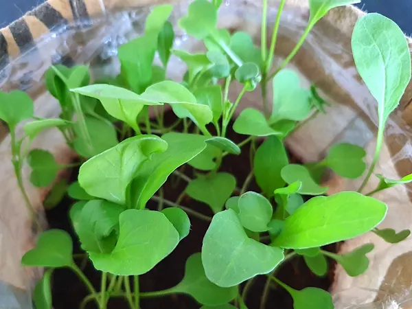Easy Vegetables for Your First Vegetable Garden (Container) - Arugula