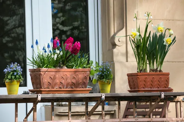 flower bulbs in pots and planters for the balcony or rooftop terrace