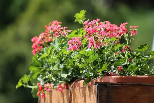 planters and pots on the balcony