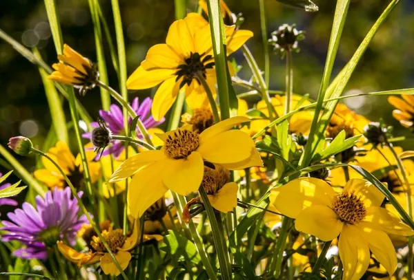 perennials and annuals for plenty of flowers