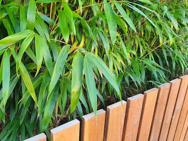 Plants in containers for privacy